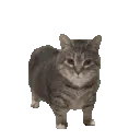 Spinningcat