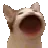 opopopopo