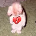 Sad_kitty