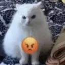 Angry_cat