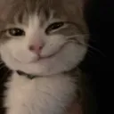 Cat_weird
