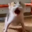 Screaming_cat