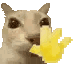 :CatWave: