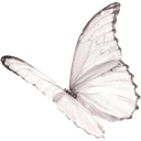 white_coquette_butterfly custom emote from koi's pond ˎˊ˗