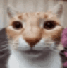 my_honest_reaction animated Discord emote from koi's pond ˎˊ˗