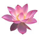 d_lotus Discord emoji