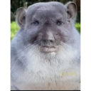 IMG_0321 Discord Emoji - Azreal