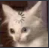 A white cat looking blankly with a black loading icon spinning on its forehead.