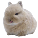 buni_blep custom emote | /Lightx | Social • Chat • VC • Emotes • Chill • Fun • Active