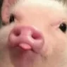 pigg
