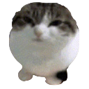 catseal Discord emoji