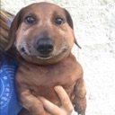 x0sdog Discord emoji