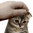 sadkitty animated Discord emote - After Dark ✦ 16+ • Gaming • Social • Palworld • Minecraft • REPO