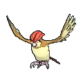 pidgeotto
