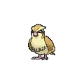 pidgey