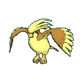 pidgeot