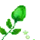 greenrose