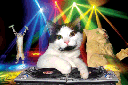 :cat_dj: