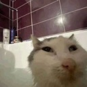 A close-up, wide-angle photo of a cat with a skeptical expression sitting in a purple-tiled bathtub.