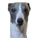 blue1 Discord emoji