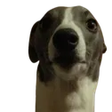 blueneck1 Discord emoji