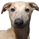 hetty_stare Discord emoji