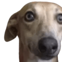 hettyneck1 Discord emoji