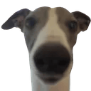 blue_stare Discord emoji