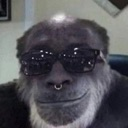 Gorilla wearing dark sunglasses and a silver septum ring looking directly at the viewer.