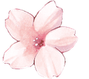 A delicate pink cherry blossom flower with five petals drawn in a soft anime style.