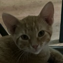 A close-up of a ginger kitten looking directly at the camera with an inquisitive expression.