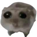 Hamster_sad