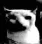 A_cat_dark