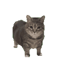 OiiaSpinningCat animated emote | Da Cuties