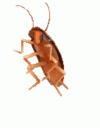 :DancingCockroach: