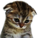 sadcat Discord sticker - Odd Asylum