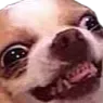 Chihuahua with bulging eyes and bared teeth making a chaotic, stressed expression.