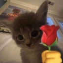 cat_rose