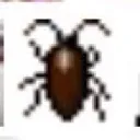 roach