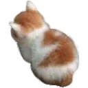 8_cat_sit
