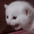 300_pissy animated emote - Rabbit Hole