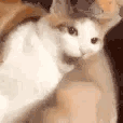 268_biteyou animated GIF emoji from Rabbit Hole