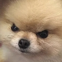angry_dog Discord emoji