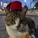 Istanbul_steetcat
