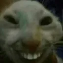 Cat_smile