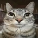 cat_stare