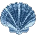 seashell
