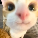 tsu_cathehe