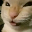 tsu_catevil