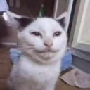 A white cat with black markings on its head looking at the camera with a squinty, smug expression.